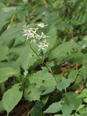Aster scaber, photograph ITÔ, Hiroki, CC BY, iNaturalist via GBIF