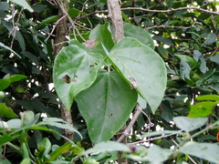 Cissus rhombifolia