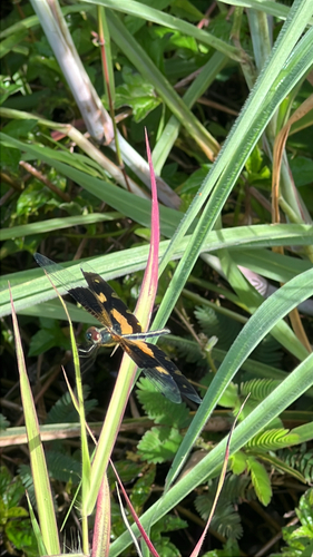 Common Picture Wing