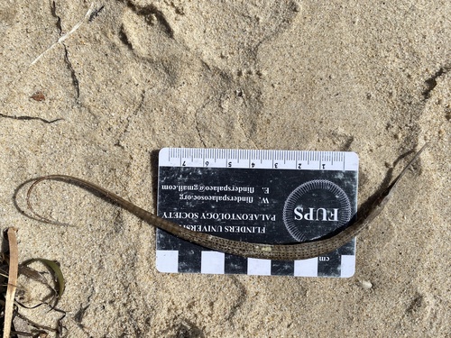Gulf pipefish (Stigmatopora argus) — Syngnathidae — 3