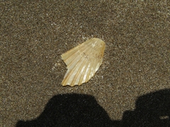 Aequipecten tehuelchus