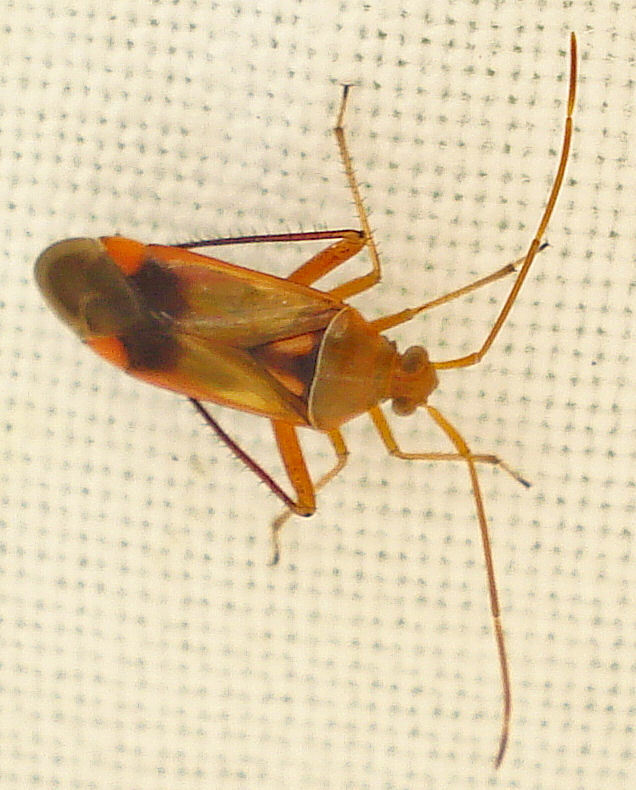 Cotton-boll Leaf-bugs