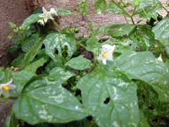 Solanum nigrum