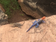 Agama dodomae