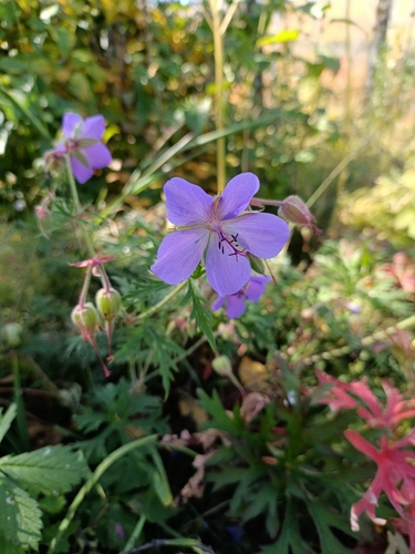 Meadow crane’s-bill (Geranium transbaicalicum)