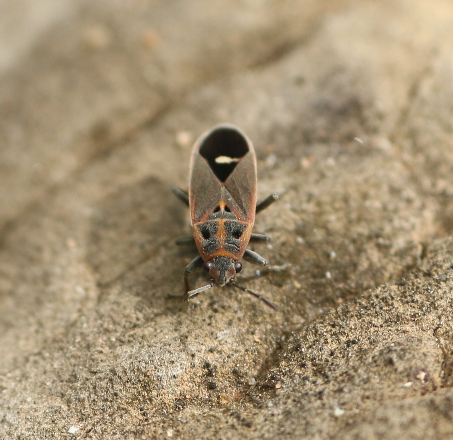 A Visual Guide to Indian Lygaeinae Identification · iNaturalist Chile