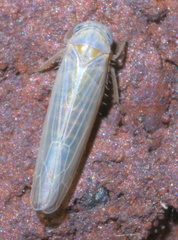 Balclutha abdominalis