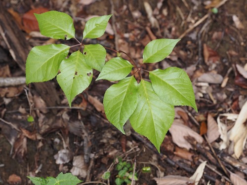 Chengiopanax sciadophylloides, photograph 2