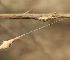 Tetragnatha mandibulata