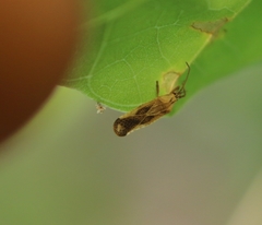 Cysteochila delineata