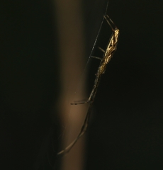 Tetragnatha mandibulata