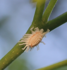 Icerya aegyptiaca