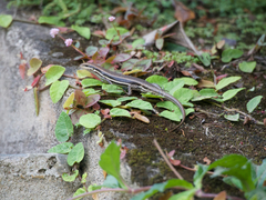 Trachylepis gravenhorstii