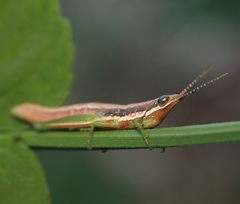Neorthacris