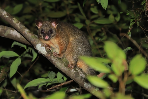Coppery Brush-tailed Possum