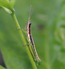 Neorthacris