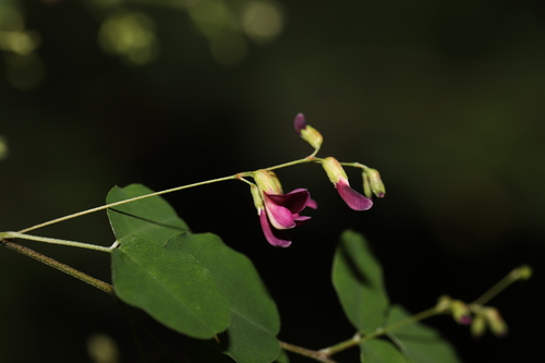Lespedeza melanantha iNat (2)