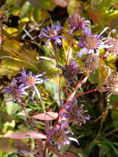 Tatarian Aster (Aster tataricus)
