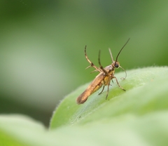 Eretmocera
