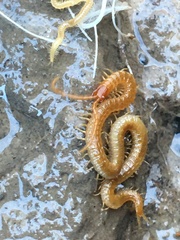 Arenophilus bipuncticeps