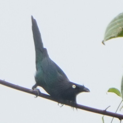 Yellow-eyed Starling (Aplonis mystacea), photo 3