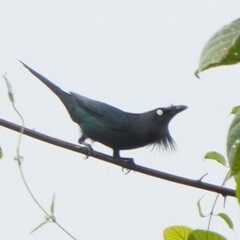 Yellow-Eyed Starling photo 1