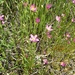 Arizona Centaury - Photo (c) Eric Keith, some rights reserved (CC BY-NC), uploaded by Eric Keith