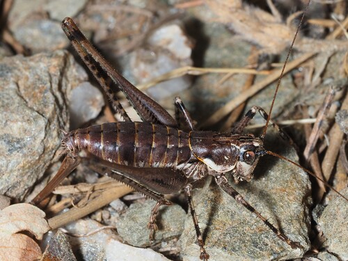 Baccetti's Bush-cricket
