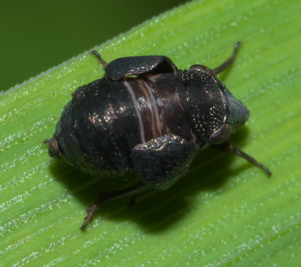 Bruchomorpha oculata