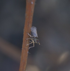 Pissonotus piceus