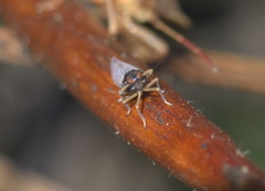 Pissonotus piceus