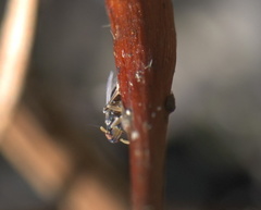 Pissonotus piceus