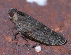 Catonia