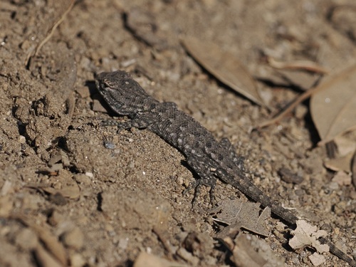 iNaturalist observation photo of Western Fence Lizard