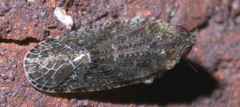 Catonia
