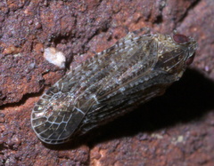 Catonia