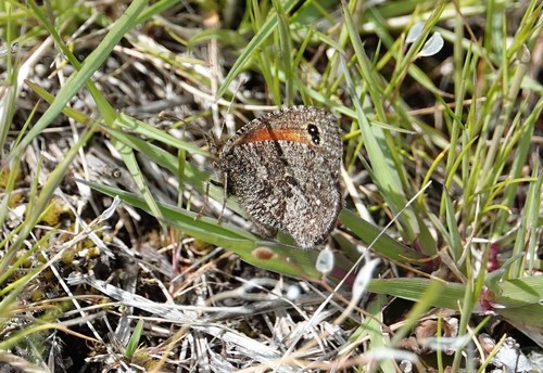 Homoeonympha boisduvalii