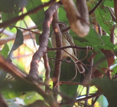 Hemitriccus iohannis