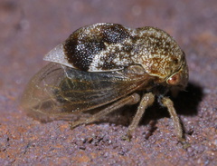 Xantholobus