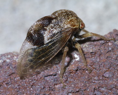 Xantholobus