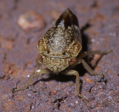Xantholobus