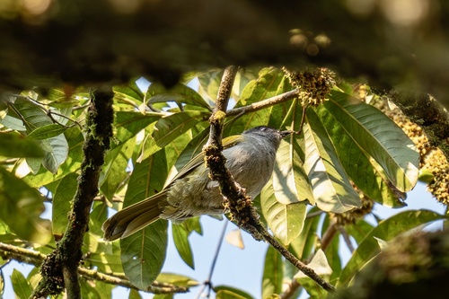Uluguru Mountain Greenbul (Arizelocichla neumanni), photo 2