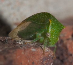 Stictocephala palmeri