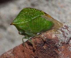 Stictocephala palmeri