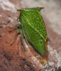 Stictocephala palmeri