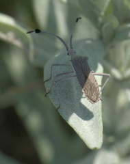 Chariesterus antennator