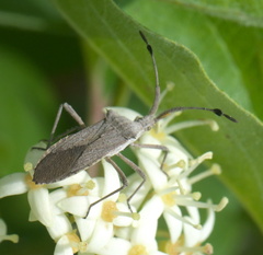 Chariesterus antennator