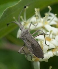 Chariesterus antennator