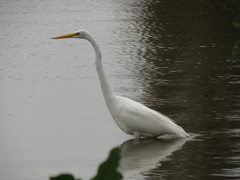 Ardea alba egretta