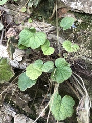 Heuchera missouriensis